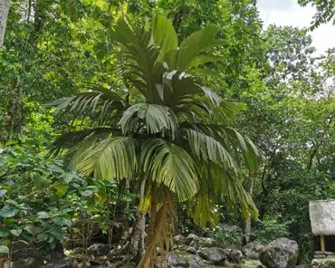 20201017-213651 Endemic palm tree.