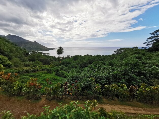 Tropical garden
