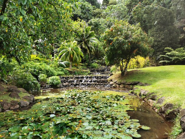 Water garden