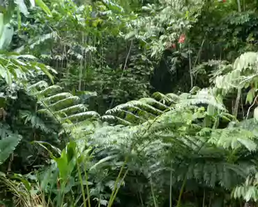 20201014-233304 Giant ferns.
