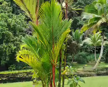 20201014-234756 Red palm, from Malaysia/Indonesia.