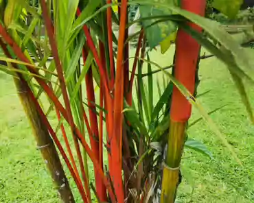20201014-234808 Red palm, from Malaysia/Indonesia.