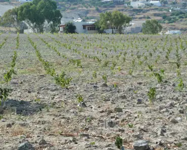 P1080115 The vineyards grow in volcanic ash.