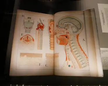 P1200481 Atlas of anatomy, Florence Fenwick Miller (1854-1936), author and illustrator.