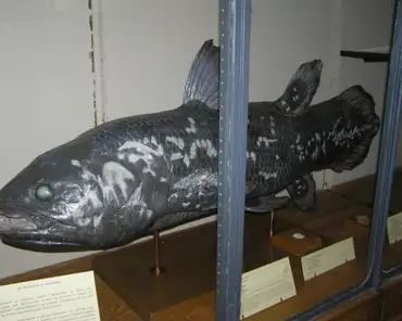 pb130065 Coelacanthe, fished in 1955, 78.5 kg.