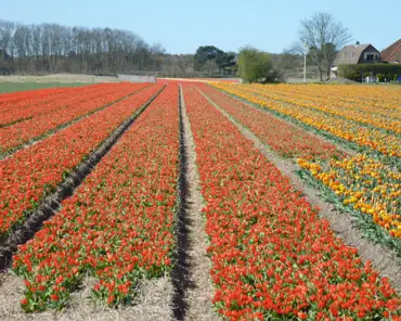p1000922 Tulip fields.