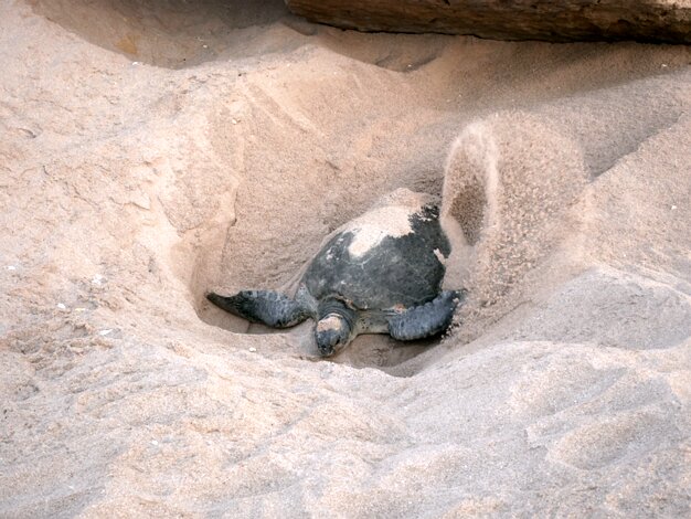 Turtles