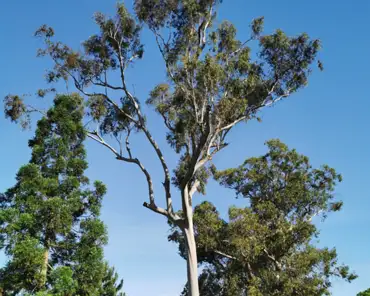 IMG_20230510_091254 Eucalyptus.