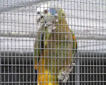 p3140218 St Vincent parrot; local to St Vincent, endangered species: only <1000 left.