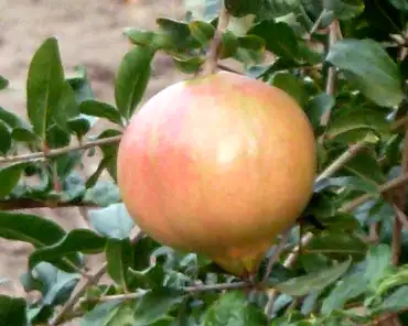 P1210415 Pomegranate.