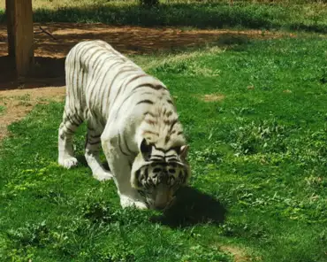 IMG_20220319_125402 White tiger.