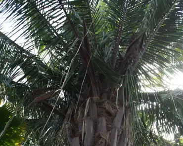 IMG_6029 Palm house: attalea palm tree, from South America.