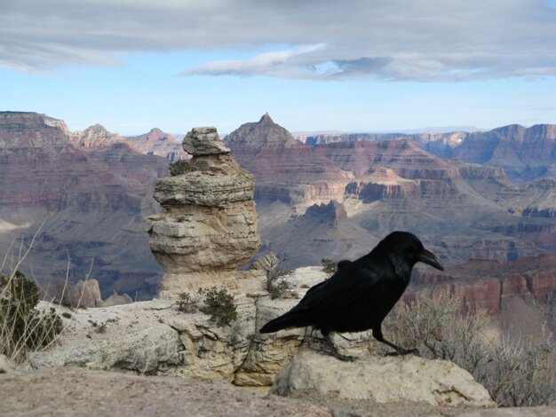 Duck on a rock