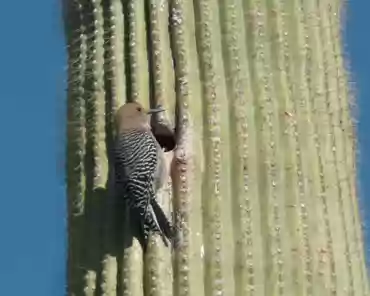 080 Gila Woodpecker.