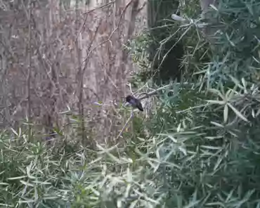 182 Costa's hummingbird.