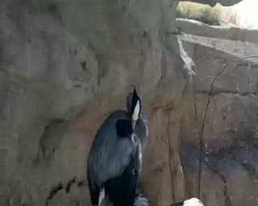 463 Blue heron.