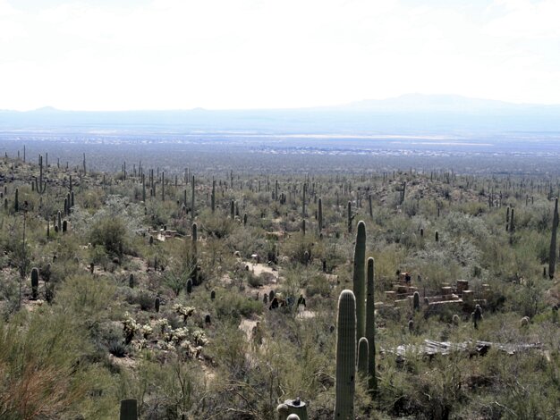 Arizona Sonora Desert Museum