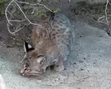 012 Bobcats hunt for rodents or rabbit at down and dusk.