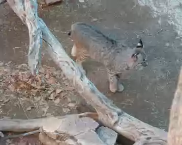 017 Bobcat.
