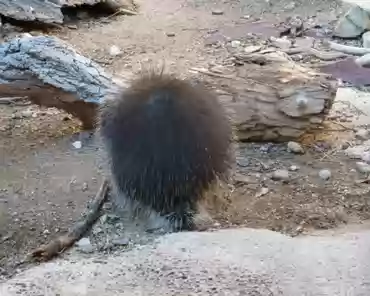 031 Porcupines are most abundant in forested and mountainous areas in Arizona. At higher elevations conifers are a favorite treat, but in desert areas mesquites and...