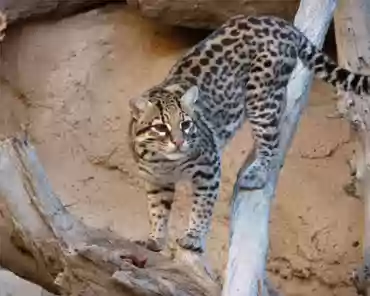 058 Ocelot.