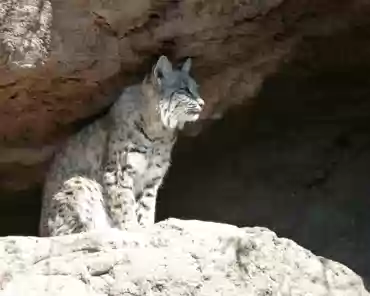 139 Bobcat.