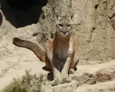 432 Mountain lion. The Sonoran Desert region has a wide variety of habitats, including cool, moist mountain woodlands. The remote and rugged mountain terrain...