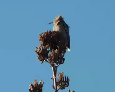 005 Agave tree.