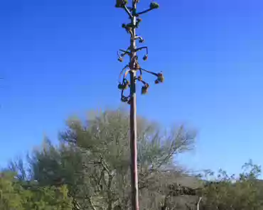 010 Agave tree.