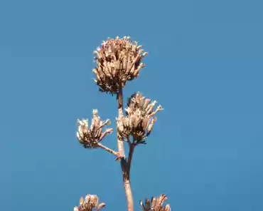 011 Agave tree.