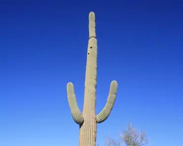 064 Saguaro cactus.