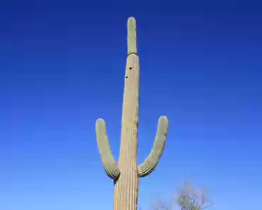 064 Saguaro cactus.