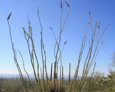 082 Ocotillo. Stems are bare throughout most of the year, but leaves can appear within 36 hours after a significant rain. Semi-succulent stems probably help the...