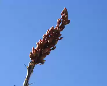 083 Ocotillo flower.