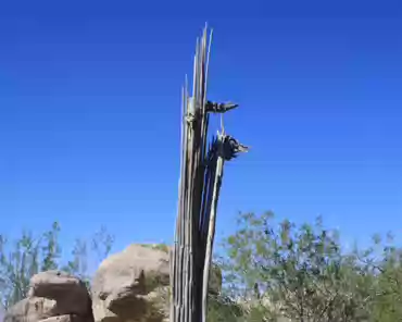 084 Saguaro ribs.