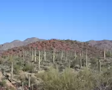 086 The giant cactus or saguaro is found only within the Sonoran desert. It grows in Northern Mexico, extending into southern Arizona, and extreme southeastern...