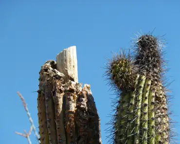 150 Decaying saguaro.