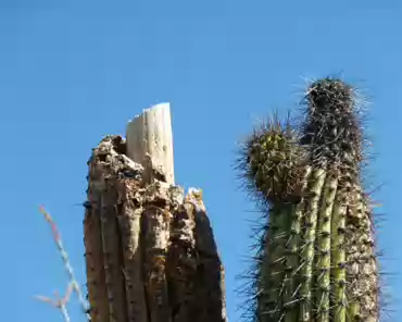 150 Decaying saguaro.