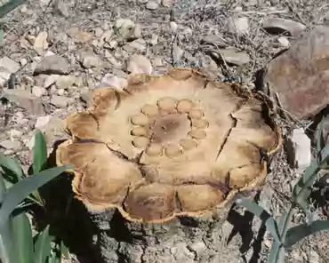 420 Inside a saguaro.