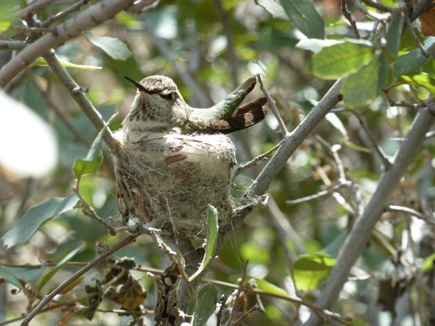 Birds