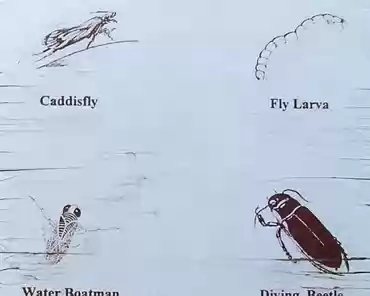 08 In addition, a few species of insects have adapted to salty water. Those insects are an important source of protein for the pupfish.