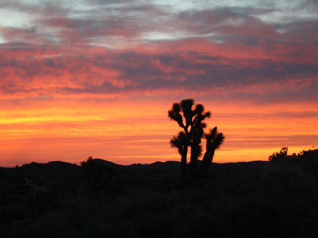 Mojave Desert