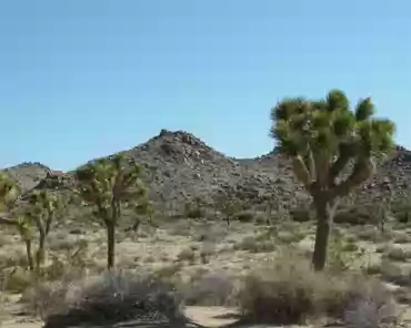 P1070562 The Joshua tree, Yucca brevifolia, grows wild primarily in the Mojave Desert. It has adapted to reduced rainfall by spreading its roots in a dense, shallow...