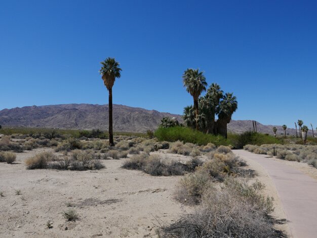 Oasis of Mara