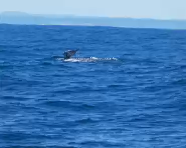 IMG-20230302-110458 Whale.