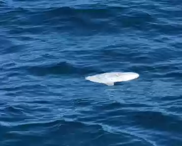 IMG-20230302-120910 Sunfish.