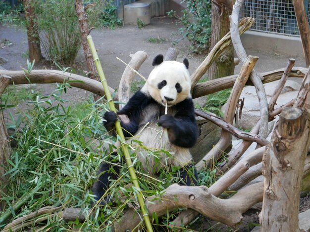 Zoo