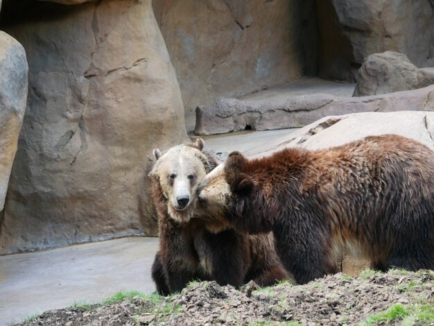 Bears