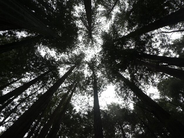 Muir woods