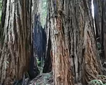 IMG-20230226-132510 Redwood trees. All trunks belong to the same original tree, which died (middle).